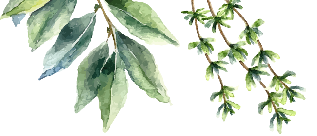 illustration of thyme and sage